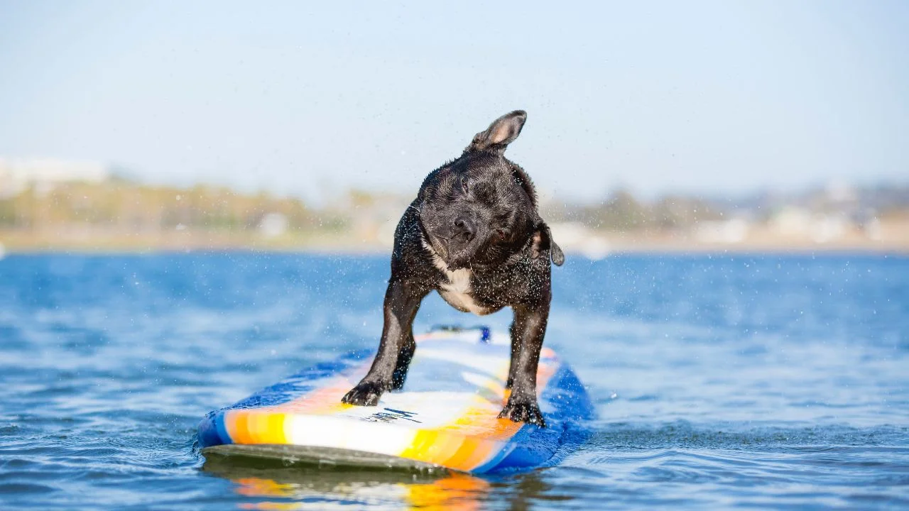 un chien sur un paddle