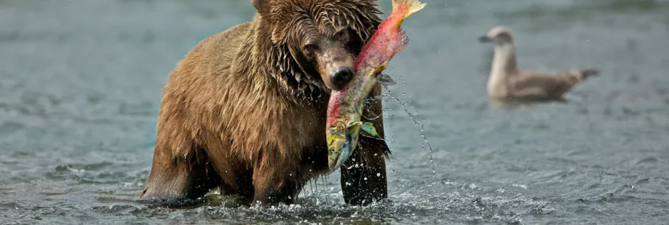 un ourse qui pêche un poisson