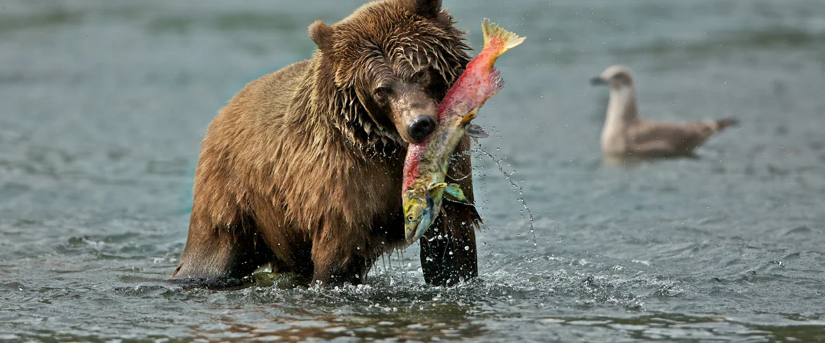 un ourse qui pêche un poisson