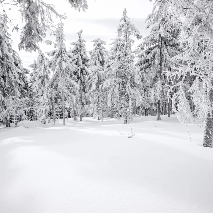 Forêt enneigée dense et calme, avec des arbres recouverts d'une épaisse couche de neige, créant un paysage hivernal serein.