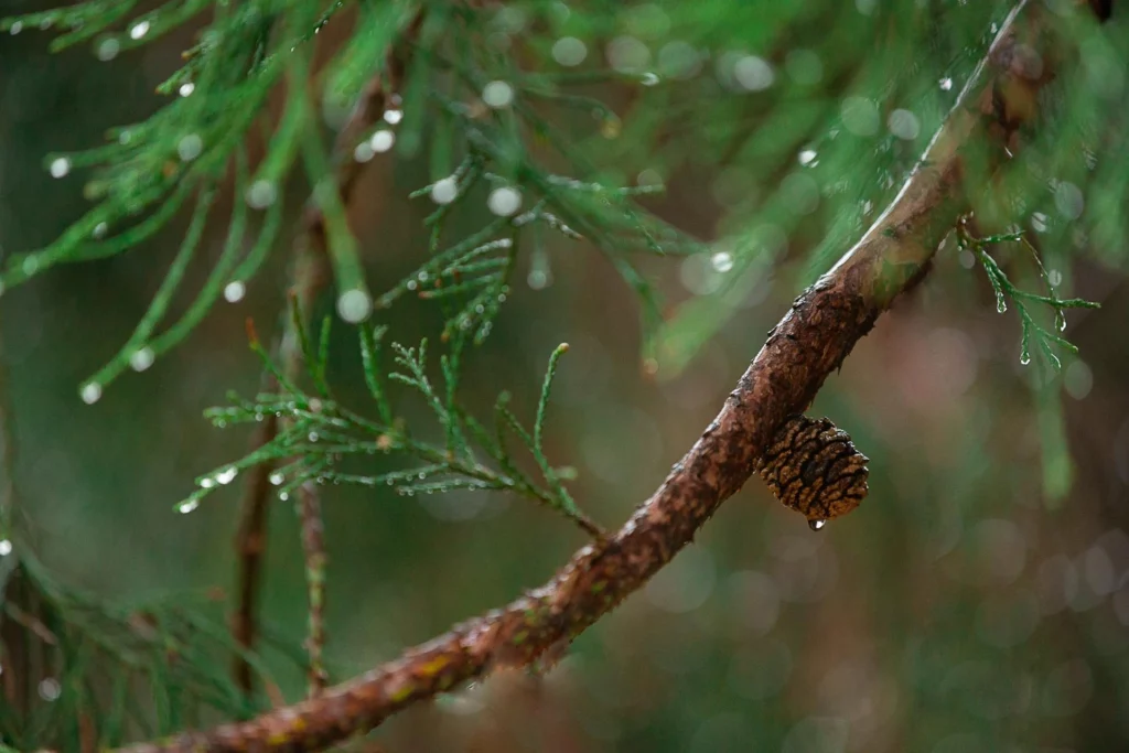 Intempéries en nature