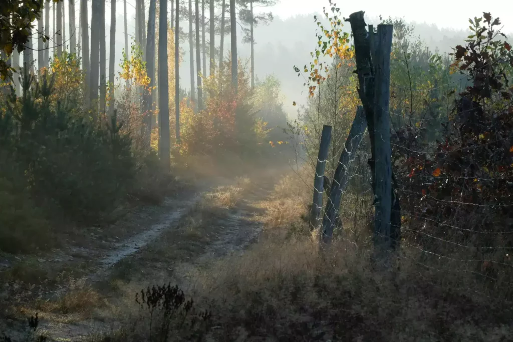 chemin de foret 