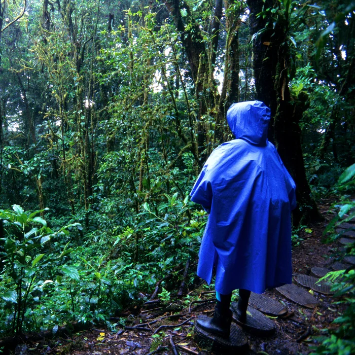 Randonneur dans une forêt tropicale portant un poncho de pluie bleu, observant les arbres sous la pluie.