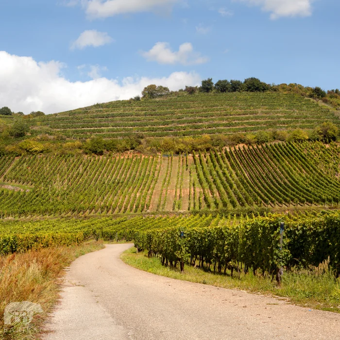 Chemin qui passe dans les vignes