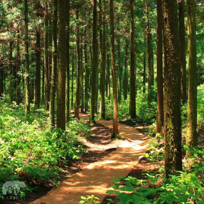 Chemin dans une foret avec de grand arbre et du beau temps