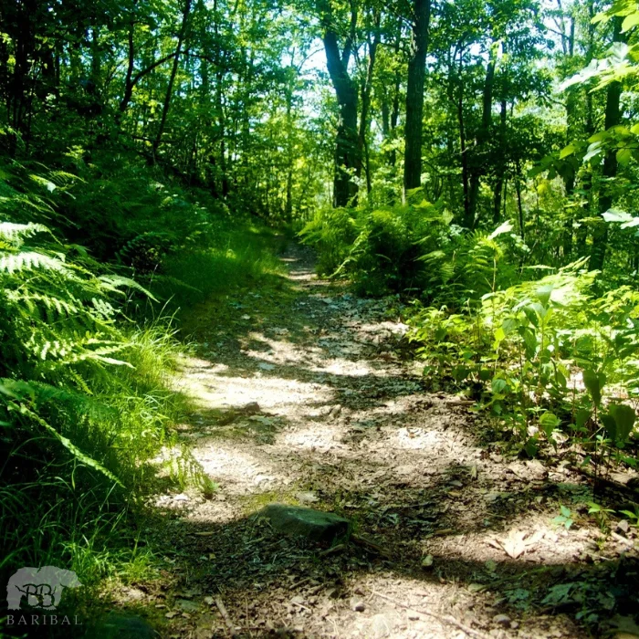Chemin dans une foret avec du beau temps entouré par des arbres vert