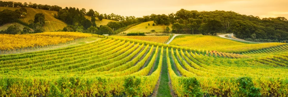 étendu de vigne