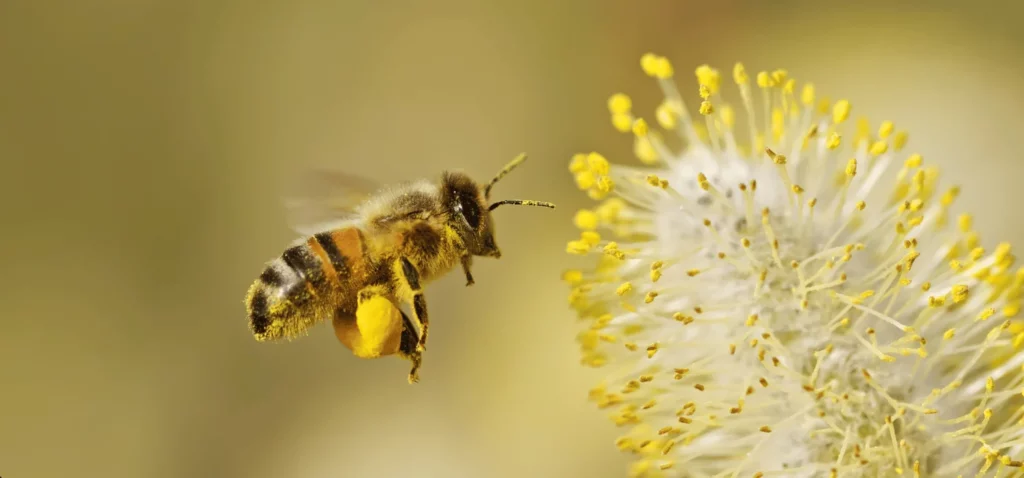 Pollen et randonnée abeille
