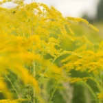 Randonner et pollen