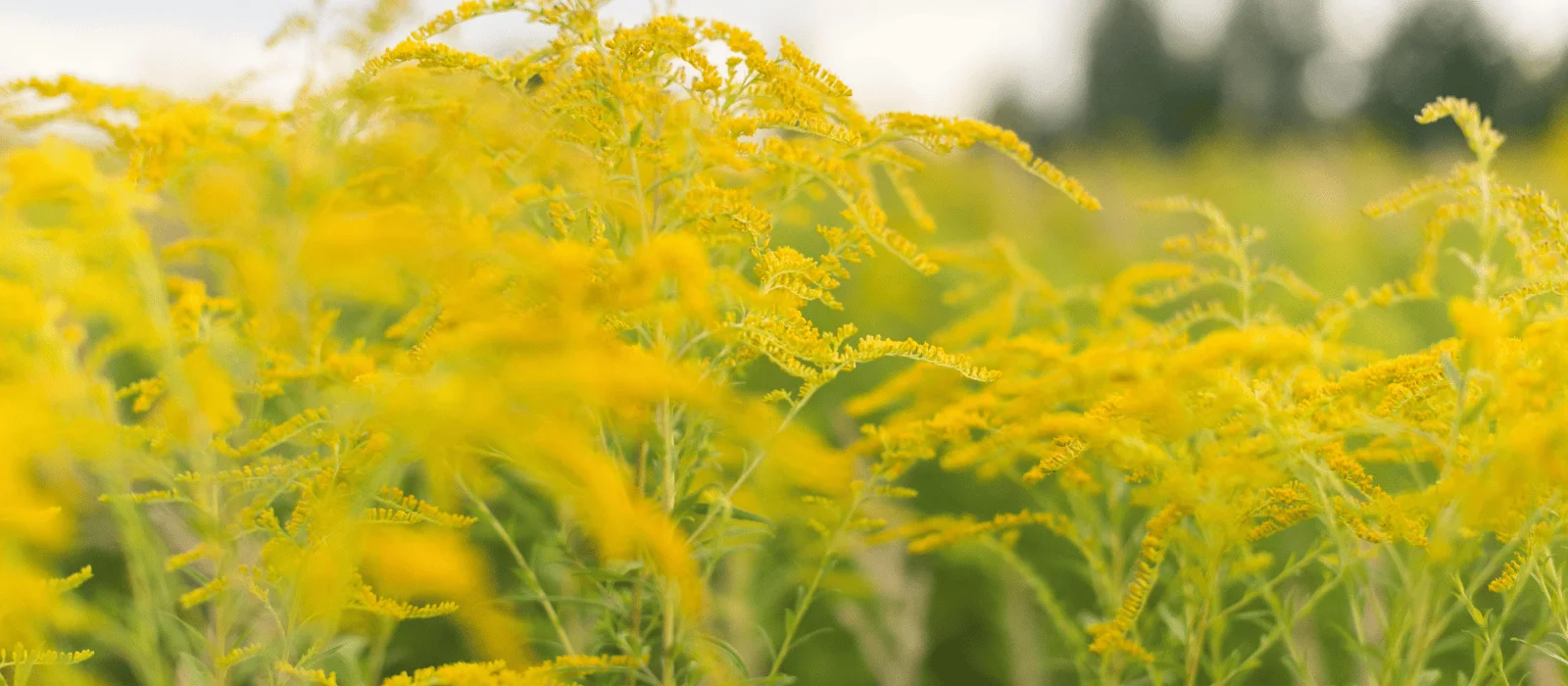 Randonner et pollen