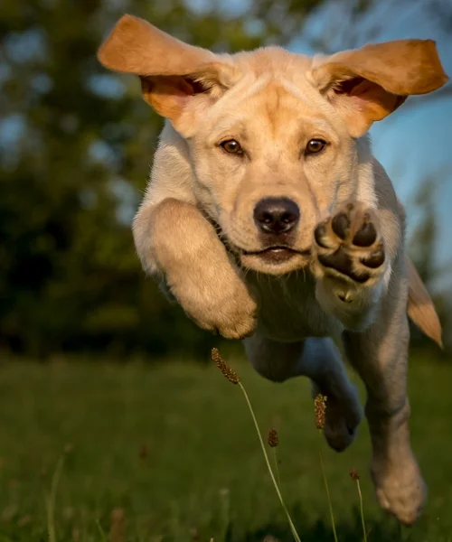 Bivouac avec son chien