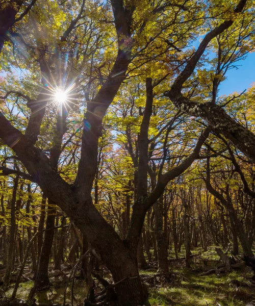 Promener son chien en nature bivouac