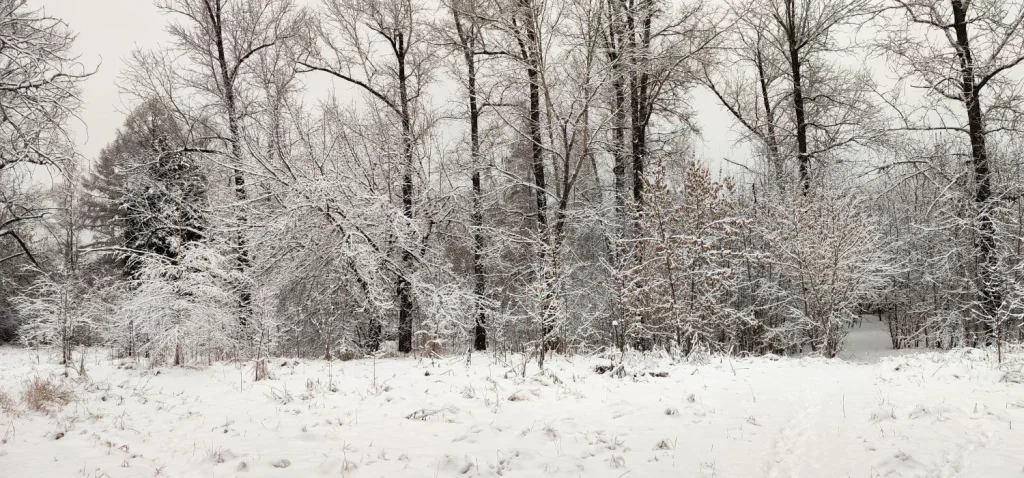 arbre plein de neige bien blanche